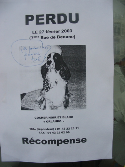 chien perdu.JPG